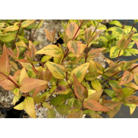 Großblumige Abelie ‘Kaleidoscope’ – Abelia grandiflora ‘Kaleidoscope’ - Jardins du Monde be