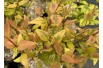 Glossy abelia ‘Kaleidoscope’ – Abelia grandiflora ‘Kaleidoscope’- Jardins du Monde be