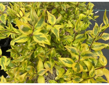 Abelia Kaleidoscope – Abelia grandiflora ‘Kaleidoscope’- Jardins du Monde be