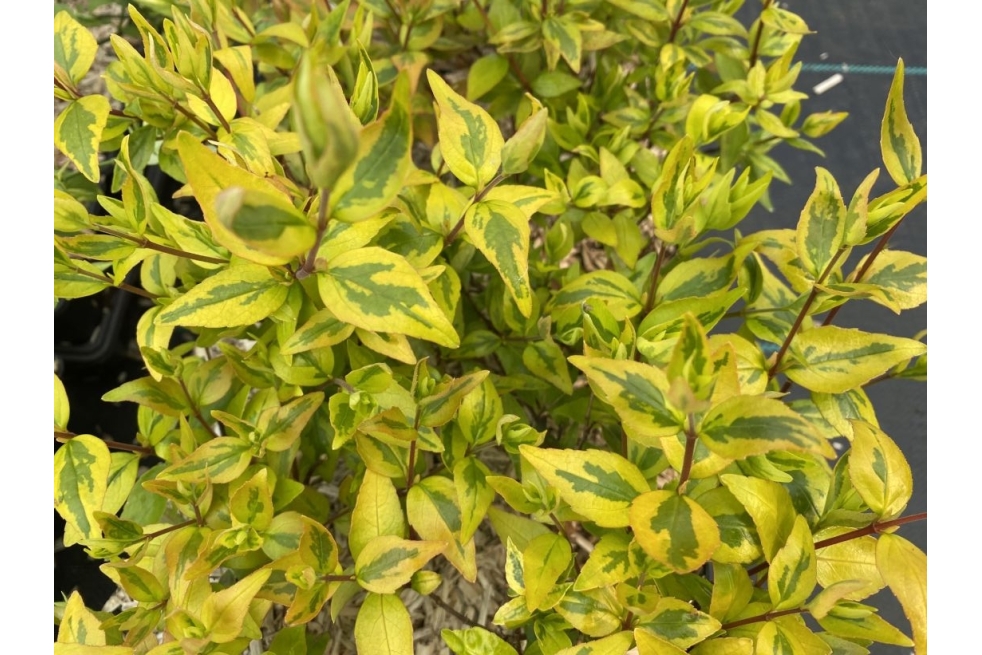 Abélia à grandes fleurs ‘Kaleidoscope’ – Abelia grandiflora ‘Kaleidoscope’- Jardins du Monde be