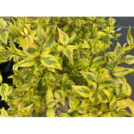 Glossy abelia ‘Kaleidoscope’ – Abelia grandiflora ‘Kaleidoscope’