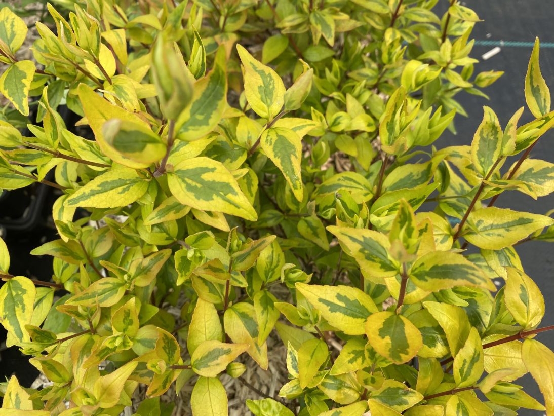 Abelia Kaleidoscope – Abelia grandiflora ‘Kaleidoscope’