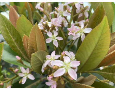 Japanse wolmispel Coppertone - Eriobotrya japonica 'Coppertone'- bloeien - Jardins du Monde be