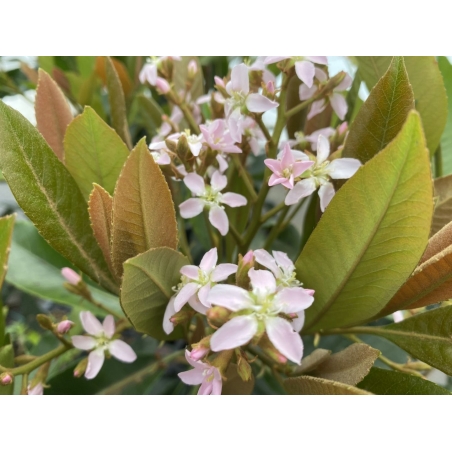 Japanese medlar Coppertone - Eriobotrya japonica 'Coppertone' - flowering - Jardins du Monde be