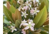 Japanese medlar Coppertone - Eriobotrya japonica 'Coppertone' - flowering - Jardins du Monde be