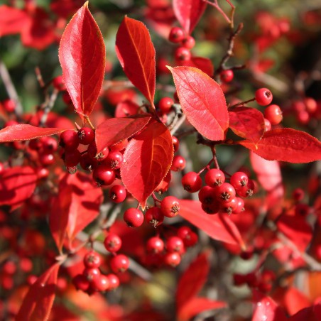 Red chokecherry - Aronia Arbutifolia Brilliant