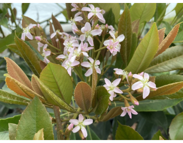 Japanische Wollmispel Coppertone - Eriobotrya japonica 'Coppertone' - blühen - Jardins du Monde be