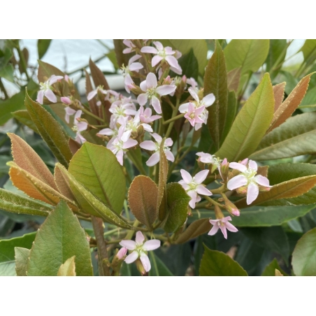 Japanese medlar Coppertone - Eriobotrya japonica 'Coppertone' - flowering - Jardins du Monde be