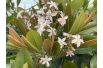 Japanse wolmispel Coppertone - Eriobotrya japonica 'Coppertone'- bloeien - Jardins du Monde be