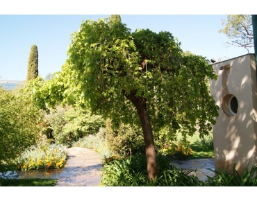 Weeping White Mulberry Chaparral- Morus alba pendula Chaparral - Jardins du Monde be