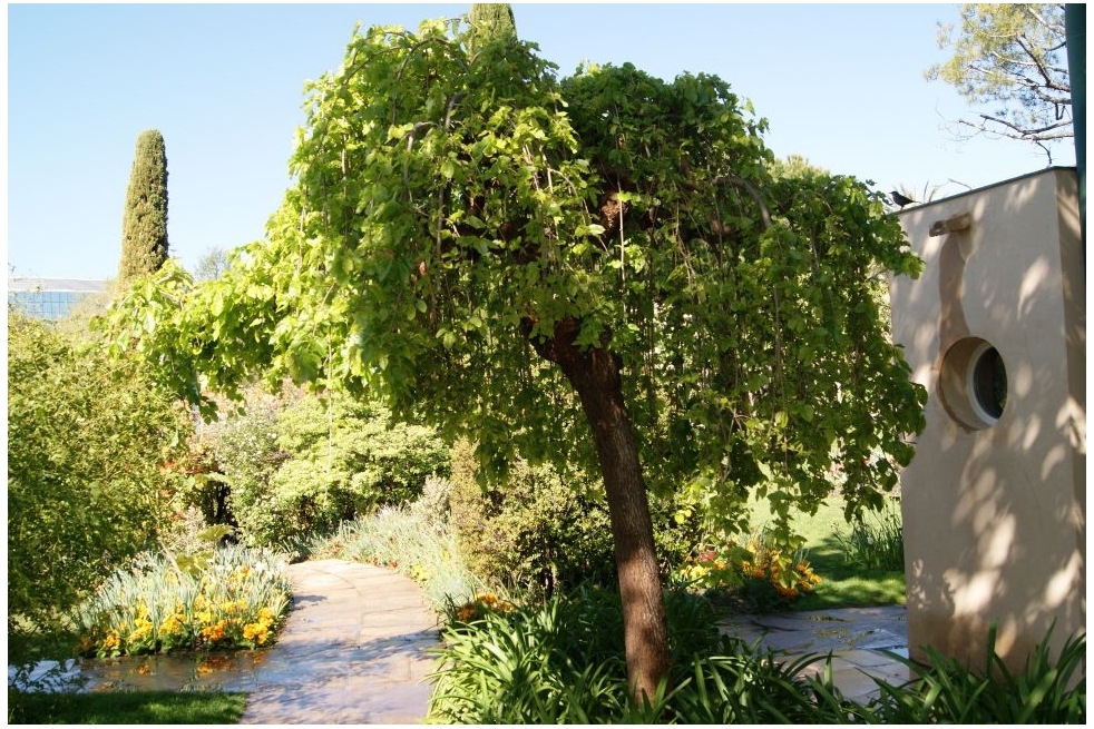 Mûrier pleureur Chaparral - Morus alba pendula Chaparral - Jardins du Monde be