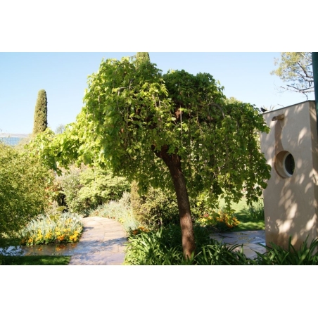 Treurmoerbeiboom Chaparral- Morus alba pendula Chaparral - Jardins du Monde be