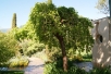 Trauer Weiße Maulbeere Chaparral- Morus alba pendula Chaparral - Jardins du Monde be