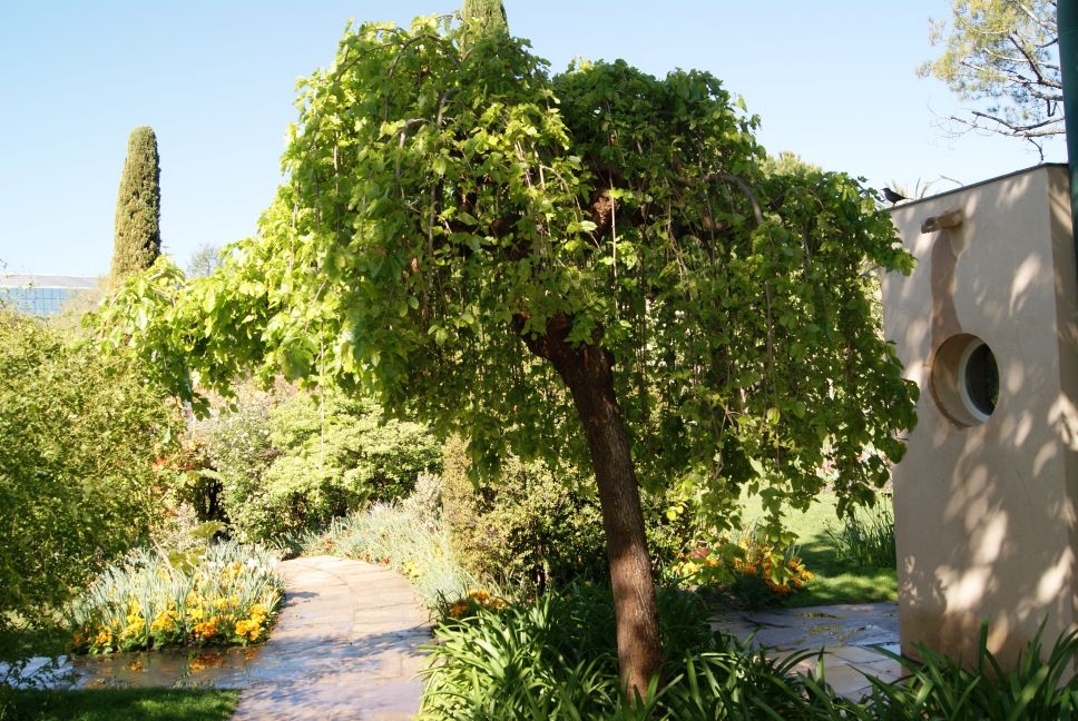 Mûrier pleureur Chaparral - Morus alba pendula Chaparral
