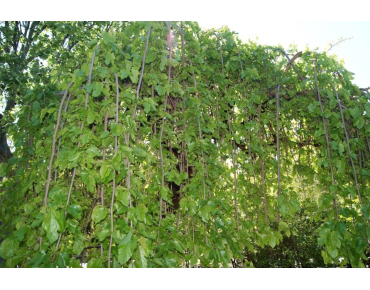 Trauer Weiße Maulbeere Chaparral- Morus alba pendula Chaparral - Jardins du Monde be