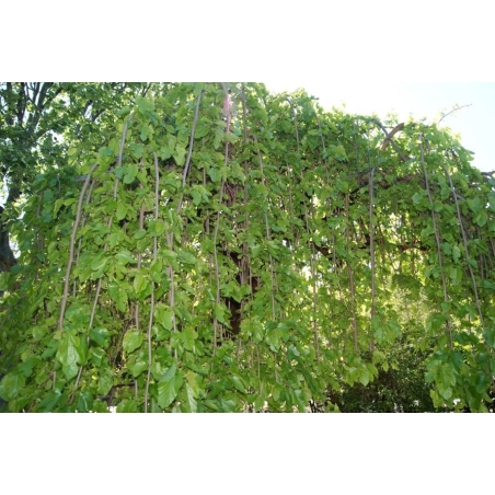 Mûrier pleureur Chaparral - Morus alba pendula Chaparral - Jardins du Monde be