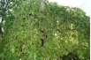 Weeping White Mulberry Chaparral- Morus alba pendula Chaparral - Jardins du Monde be