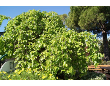 Trauer Weiße Maulbeere Chaparral- Morus alba pendula Chaparral - Jardins du Monde be