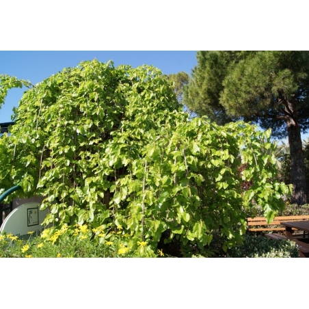 Treurmoerbeiboom Chaparral- Morus alba pendula Chaparral - Jardins du Monde be