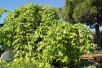Weeping White Mulberry Chaparral- Morus alba pendula Chaparral - Jardins du Monde be