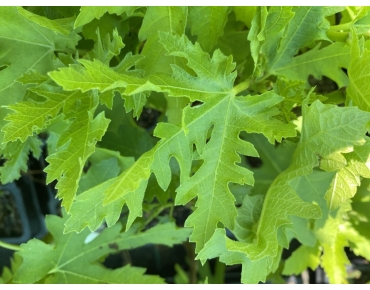 Fig Tree Ice Crystal — Ficus carica ‘Ice Crystal’ - Jardins du Monde be