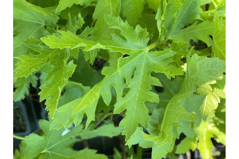 Feigenbaum Ice Crystal — Ficus carica ‘Ice Crystal’ - Jardins du Monde be