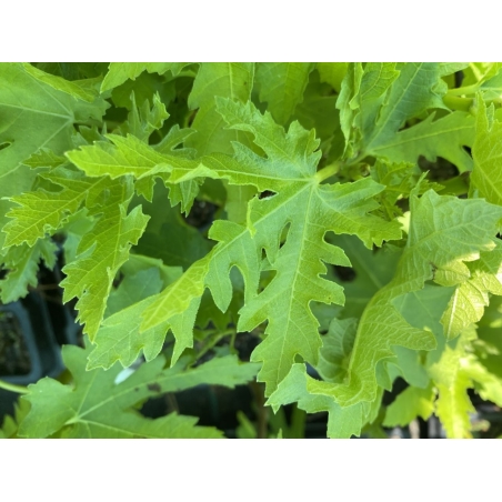 Figuier Ice Crystal — Ficus carica ‘Ice Crystal’ - Jardins du Monde be