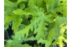 Figuier Ice Crystal — Ficus carica ‘Ice Crystal’ - Jardins du Monde be