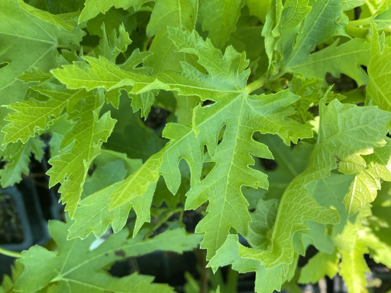 Vijgenboom Ice Crystal — Ficus carica ‘Ice Crystal’