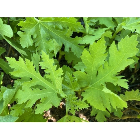 Figuier Ice Crystal — Ficus carica ‘Ice Crystal’ - Jardins du Monde be