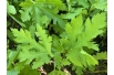 Feigenbaum Ice Crystal — Ficus carica ‘Ice Crystal’ - Jardins du Monde be