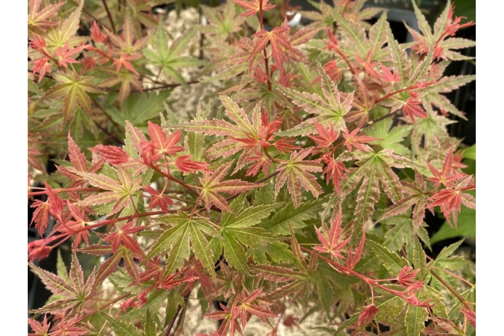 Japanischer Ahorn Phoenix - Acer palmatum Phoenix