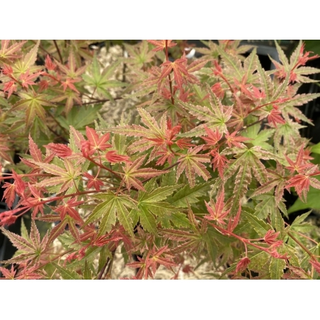 Japanischer Ahorn Phoenix - Acer palmatum Phoenix