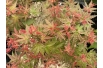 Japanischer Ahorn Phoenix - Acer palmatum Phoenix