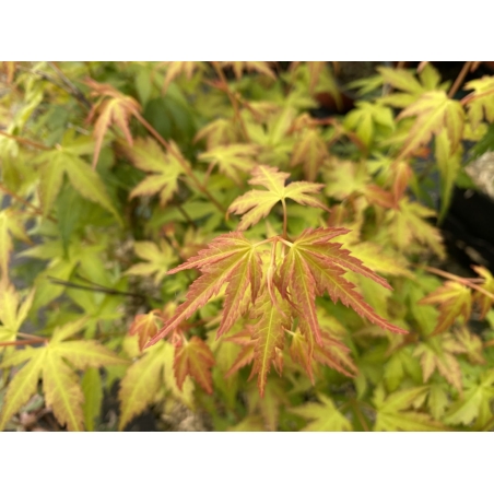 Japanese Maple Katsura - Acer Palmatum Katsura