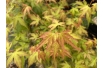 Japanese Maple Katsura - Acer Palmatum Katsura