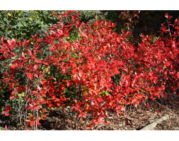 Rode appelbes - Aronia Arbutifolia Brilliant