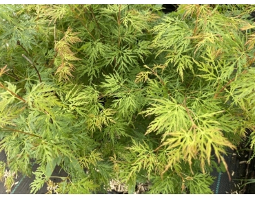 Érable du Japon Emerald Lace - printemps - Acer palmatum dissectum Emerald Lace