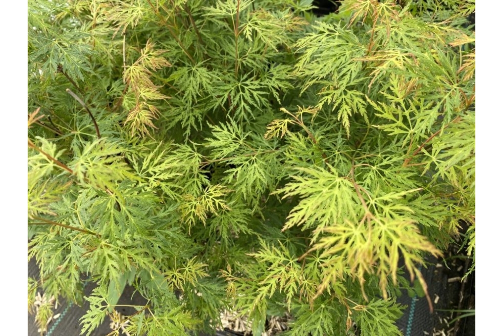 Japanese Maple Emerald Lace - Acer palmatum dissectum Emerald Lace