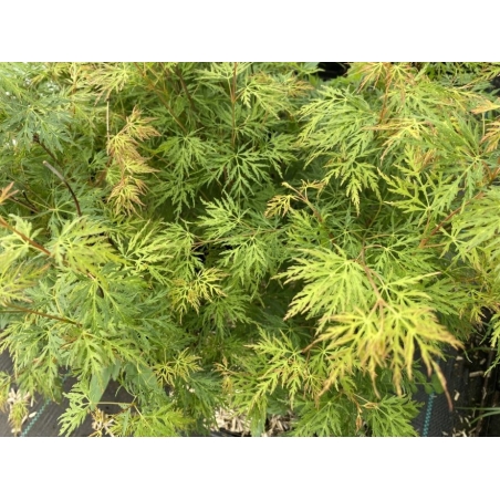 Japanese Maple Emerald Lace - Acer palmatum dissectum Emerald Lace