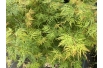 Japanese Maple Emerald Lace - Acer palmatum dissectum Emerald Lace