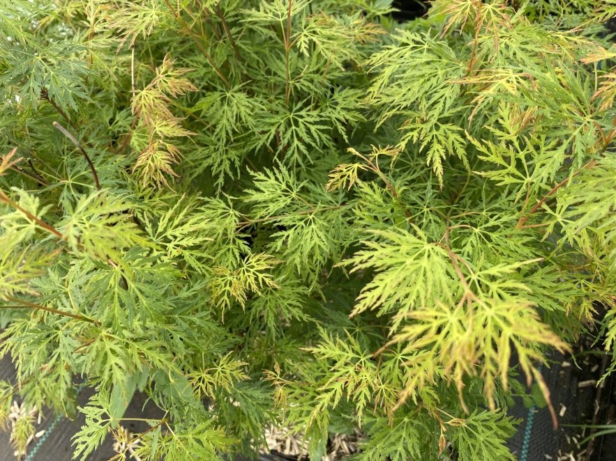 Japanse esdoorn Emerald Lace - Acer palmatum dissectum Emerald Lace