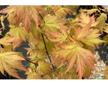 Japanese maple Orange Dream - Acer palmatum Orange Dream