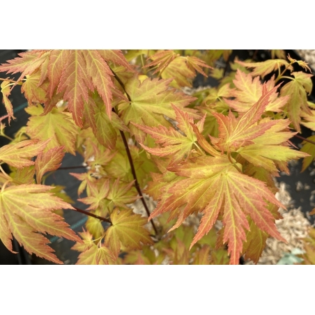 Japanse esdoorn Orange Dream - Acer palmatum Orange Dream