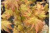 Érable du Japon Orange Dream - Acer palmatum Orange Dream