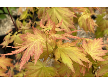 Japanese maple Orange Dream - Acer palmatum Orange Dream
