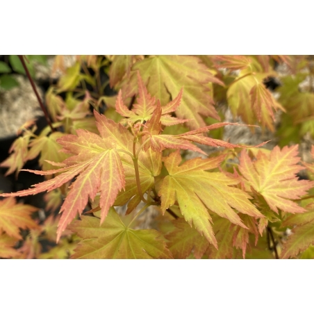 Japanese maple Orange Dream - Acer palmatum Orange Dream