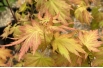 Japanse esdoorn Orange Dream - Acer palmatum Orange Dream