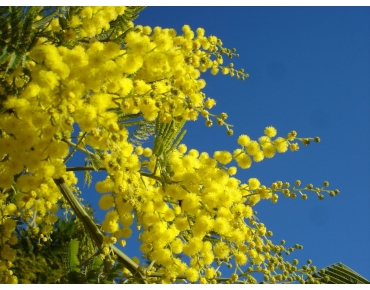 Mimosa - Acacia Dealbata - marieValet, Public domain, via Wikimedia Commons