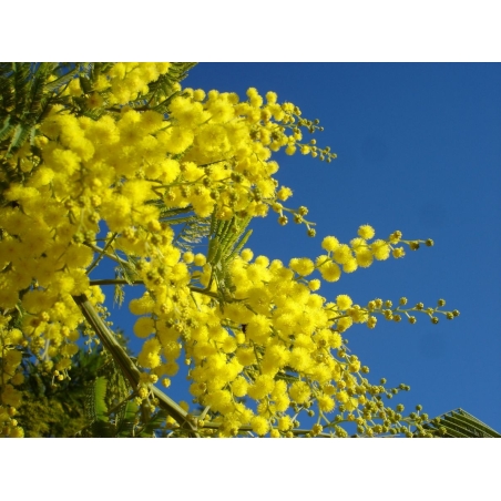 Mimosa - Acacia Dealbata - marieValet, Public domain, via Wikimedia Commons